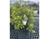 Silver King Euonymus 3Gal